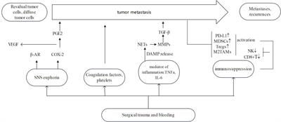 Effects of surgical trauma and intraoperative blood loss on tumour progression